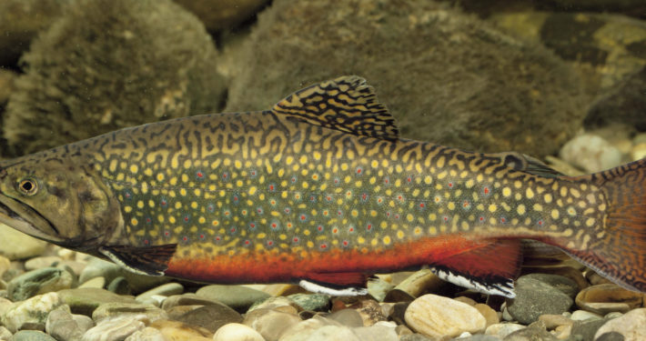 (Amerikanischer) Bachsaibling