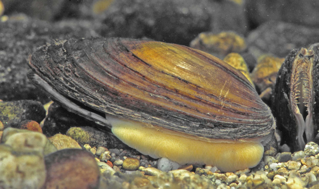 Aufgeblasene Flussmuschel, (Große) Flussmuschel
