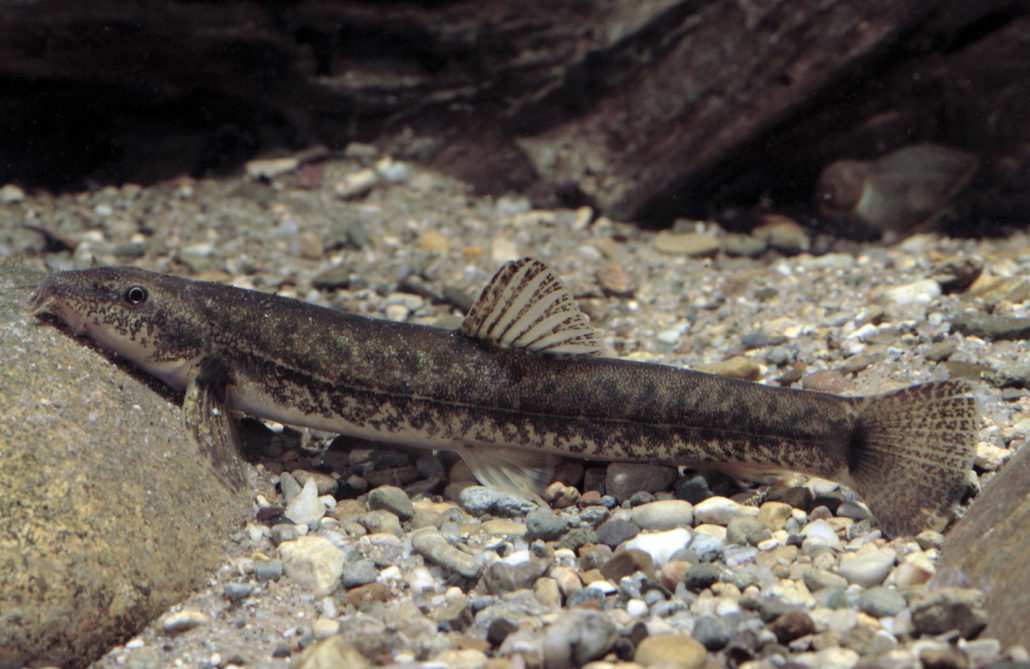 Bachschmerle, Schmerle, Bartgrundel, Steingrundel