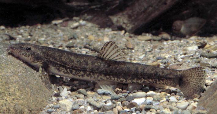 Bachschmerle, Schmerle, Bartgrundel, Steingrundel