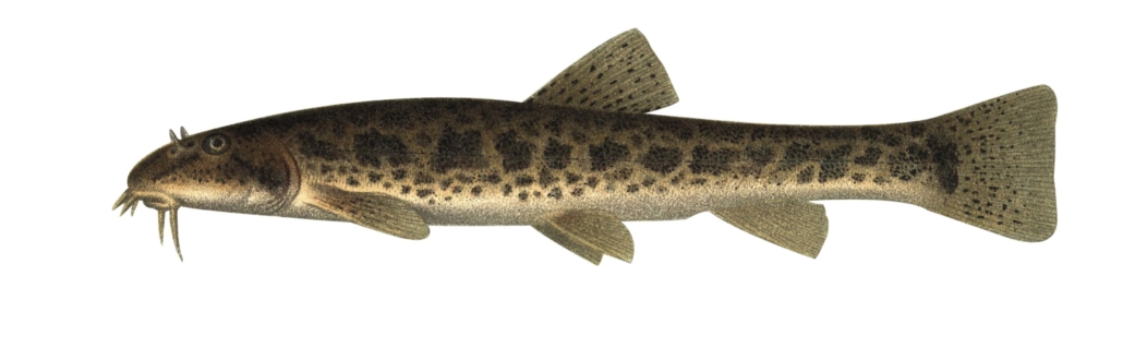 AB FKS 2018 EL_Seite_036_Bild_0004_Schmerle