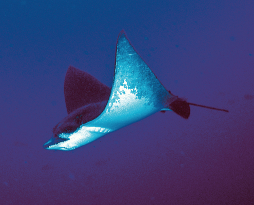 Adlerrochen ( Myliobatis aquila)