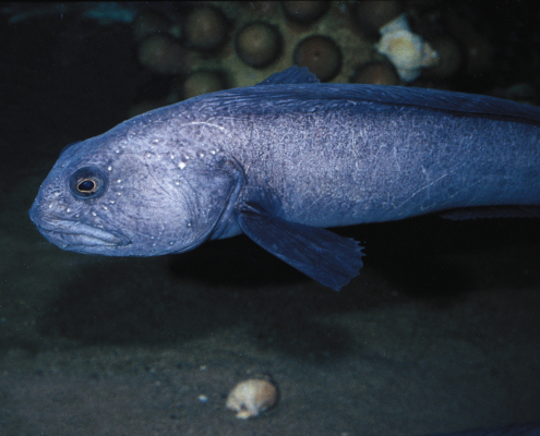 Blauer Seewolf (Anarhichas denticulatus)