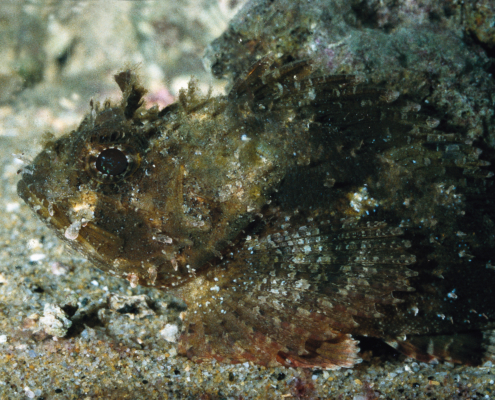 Großer Brauner Drachenkopf (Scorpaena porcus)