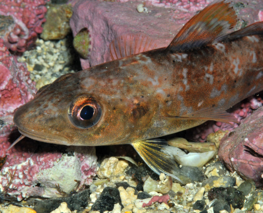 Dorsch (Gadus morhua)