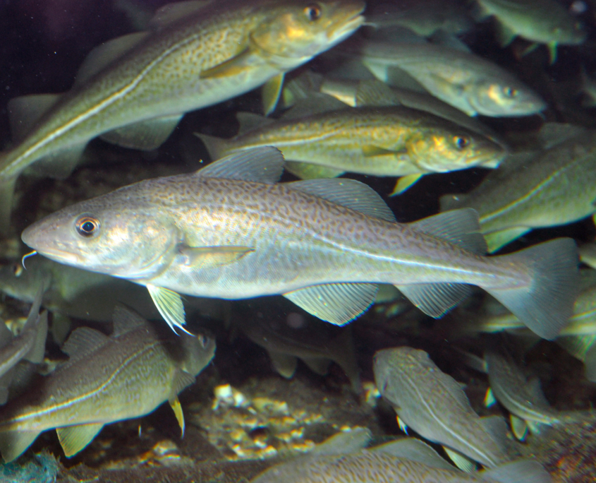 Dorsch (Gadus morhua)