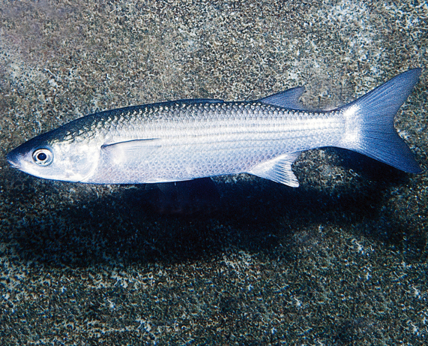 Dünnlippige Meeräsche (Liza ramada)