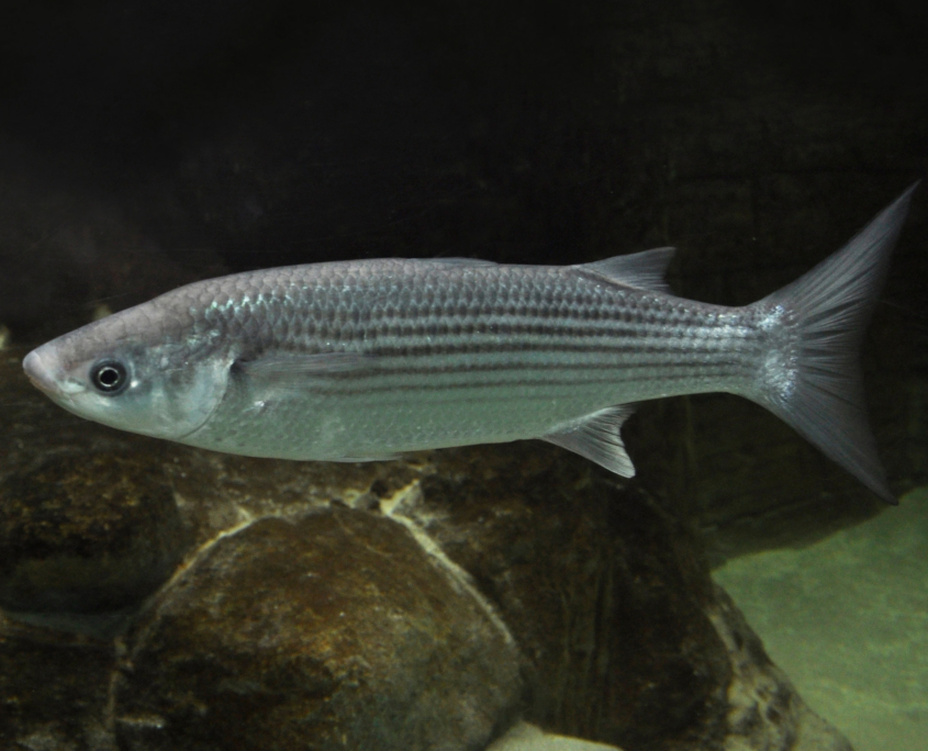 Dünnlippige Meeräsche (Liza ramada)