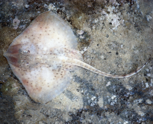 Fleckenrochen (Raja montagui)