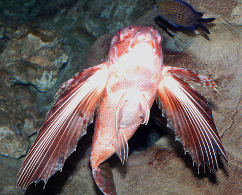 Flughahn (Dactylopterus volitans)