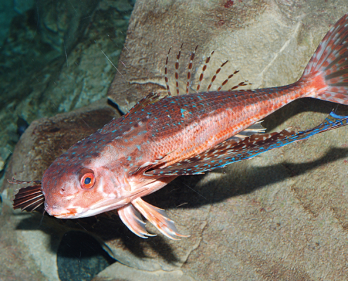 Flughahn (Dactylopterus volitans)