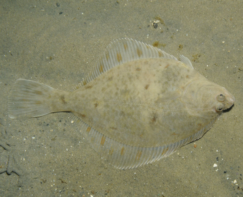 Flunder (Platichthys flesus)