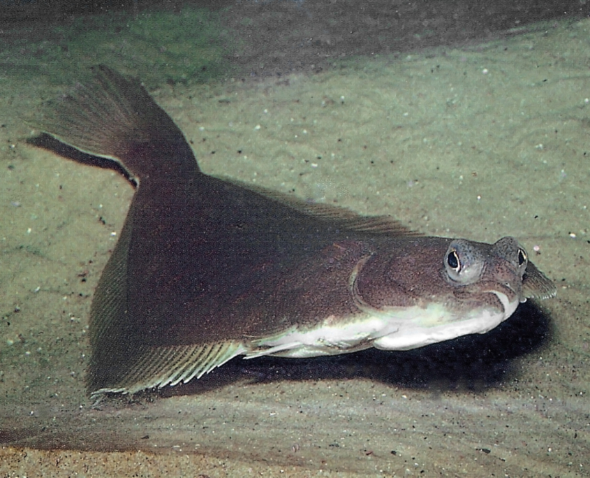 Flunder (Platichthys flesus)