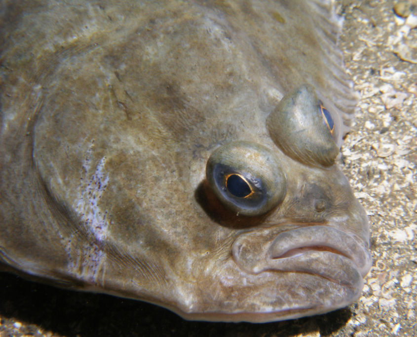 Flunder (Platichthys flesus)