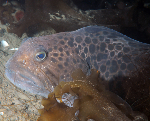 Gefleckter Seewolf (Anarhichas minor)