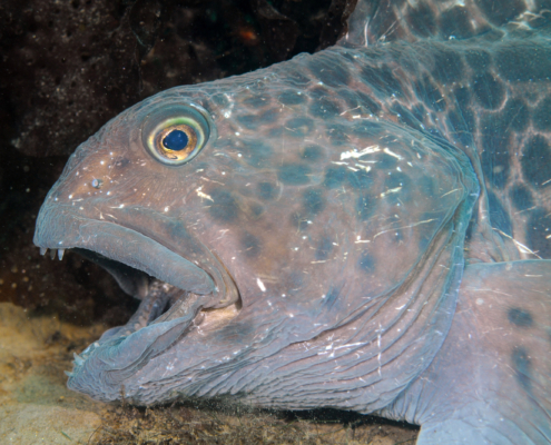 Gefleckter Seewolf (Anarhichas minor)