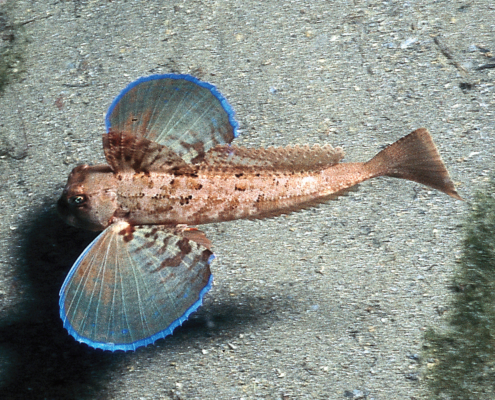 Gestreifeter Knurrhahn (Trigloporus lastoviza)