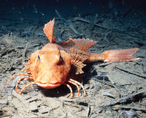 Gestreifeter Knurrhahn (Trigloporus lastoviza)