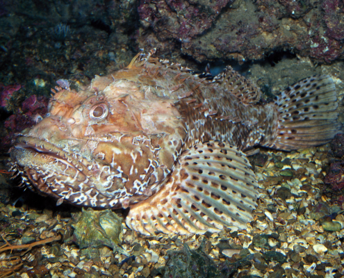 Großer Roter Dracchenkopf (Scorpaena scrofa)