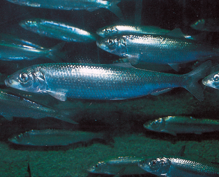 Hering (Clupea harengus)