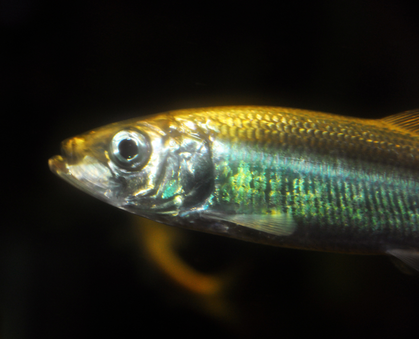 Hering (Clupea harengus)