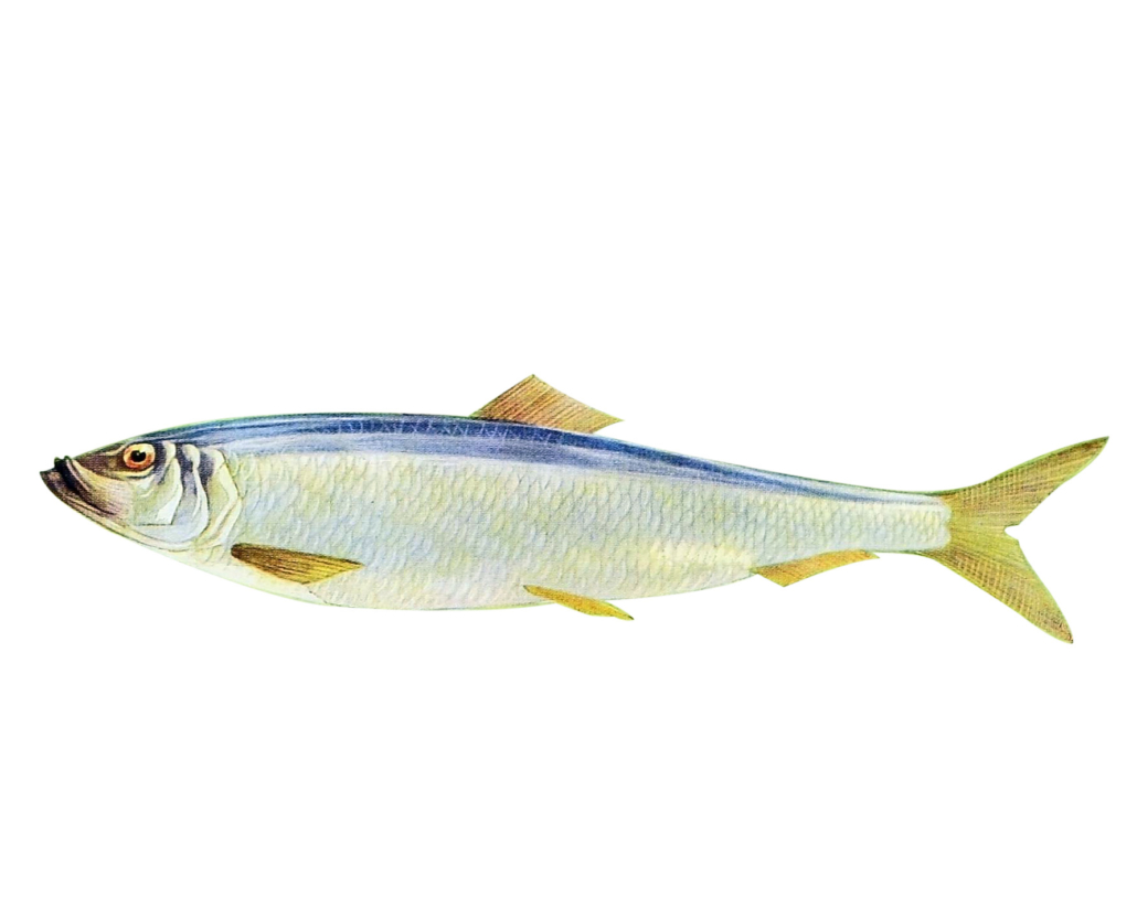 Hering (Clupea harengus)