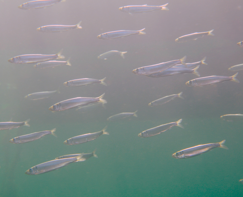 Hering (Clupea harengus)