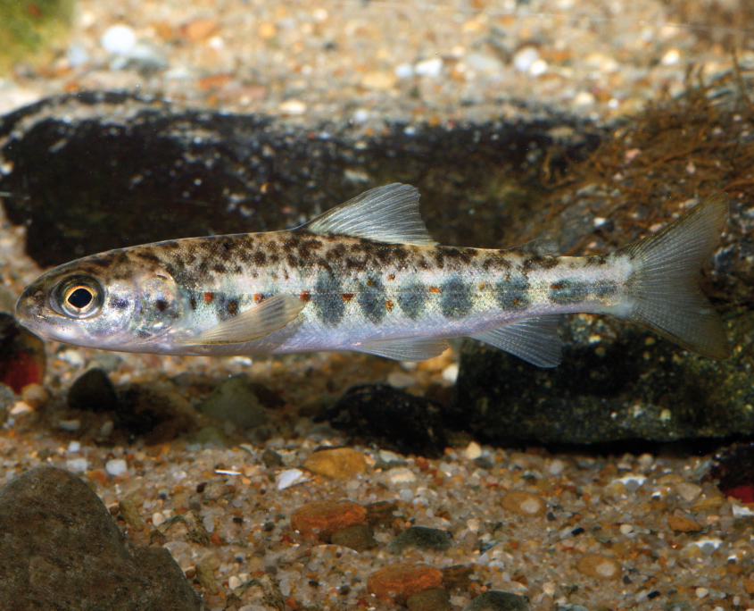 (Atlantischer) Lachs (Salmo salar)