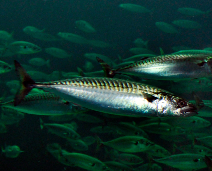 Makrele (Scomber scombrus)