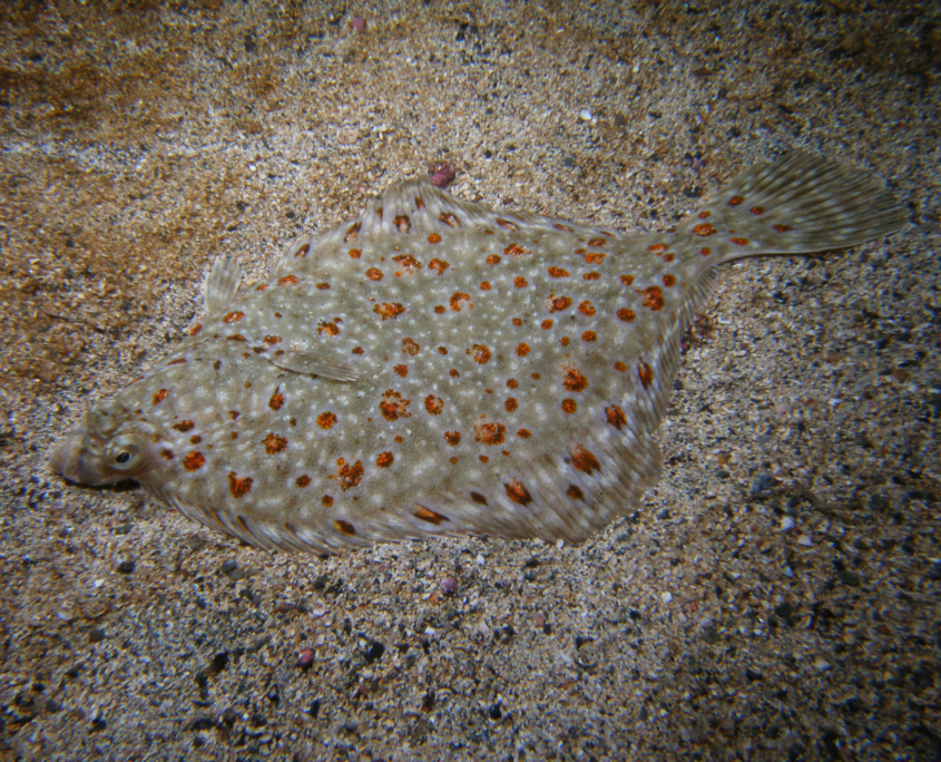 Scholle (Pleuronectes platessa