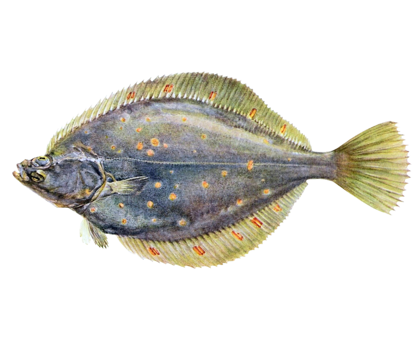 Scholle (Pleuronectes platessa)