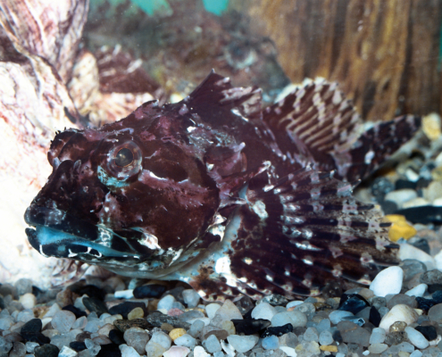 Langstacheliger Seeskorpion (Taurulus bubalis)