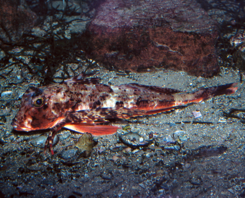 Seekuckuck (Chelidonichthys cuculus)