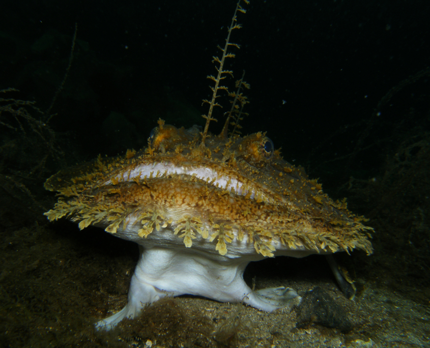 Seeteufel (Lophius piscatorius)