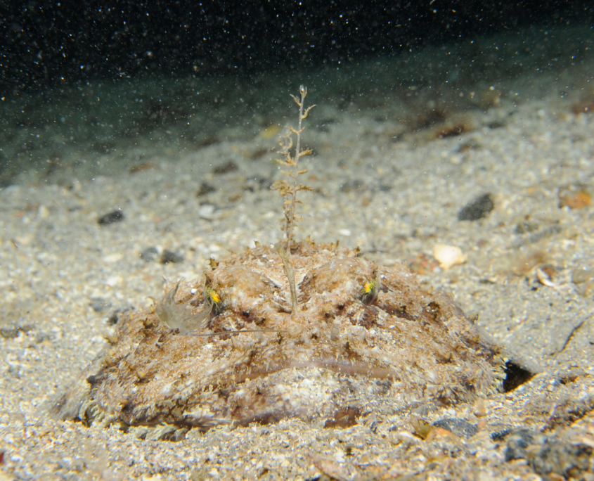 Seeteufel (Lophius piscatorius)