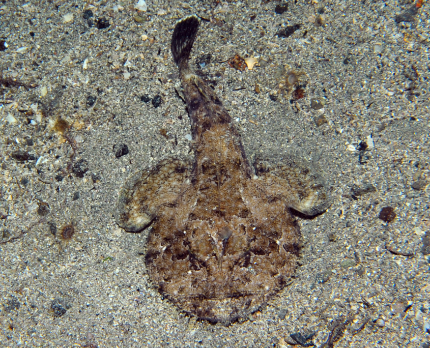 Seeteufel (Lophius piscatorius)