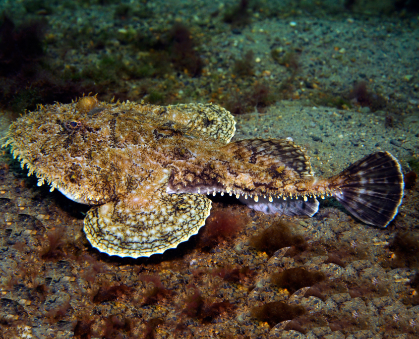 Seeteufel (Lophius piscatorius)