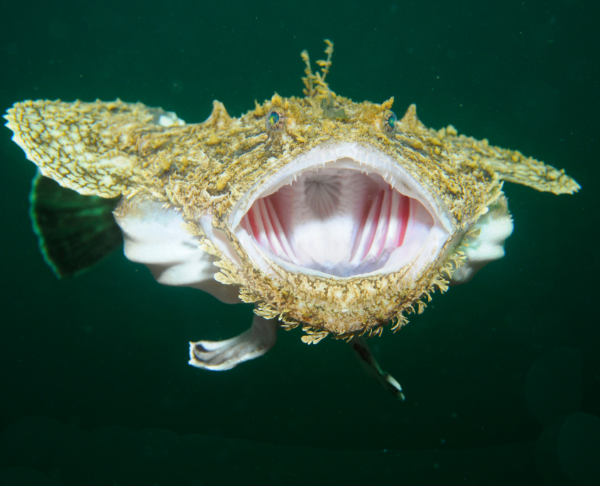 Seeteufel (Lophius piscatorius)