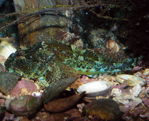 Zwergseeskorpion (Micrenophrys lilljeborgii)