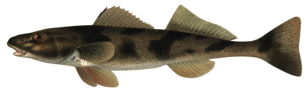 AB FKS 2018 EL_Seite_084_Bild_0001_Zingel