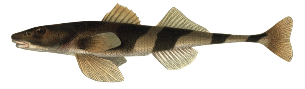 AB FKS 2018 EL_Seite_085_Bild_0001_Streber