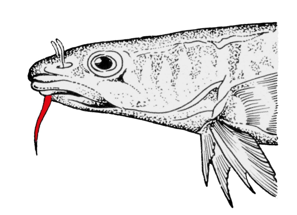 Barteln- oder Bartfäden