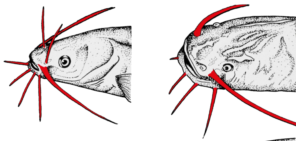 Barteln- oder Bartfäden