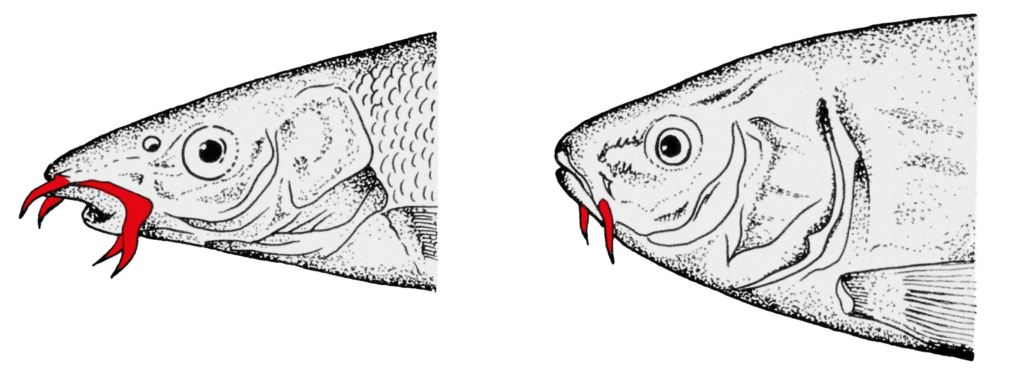 Barteln- oder Bartfäden