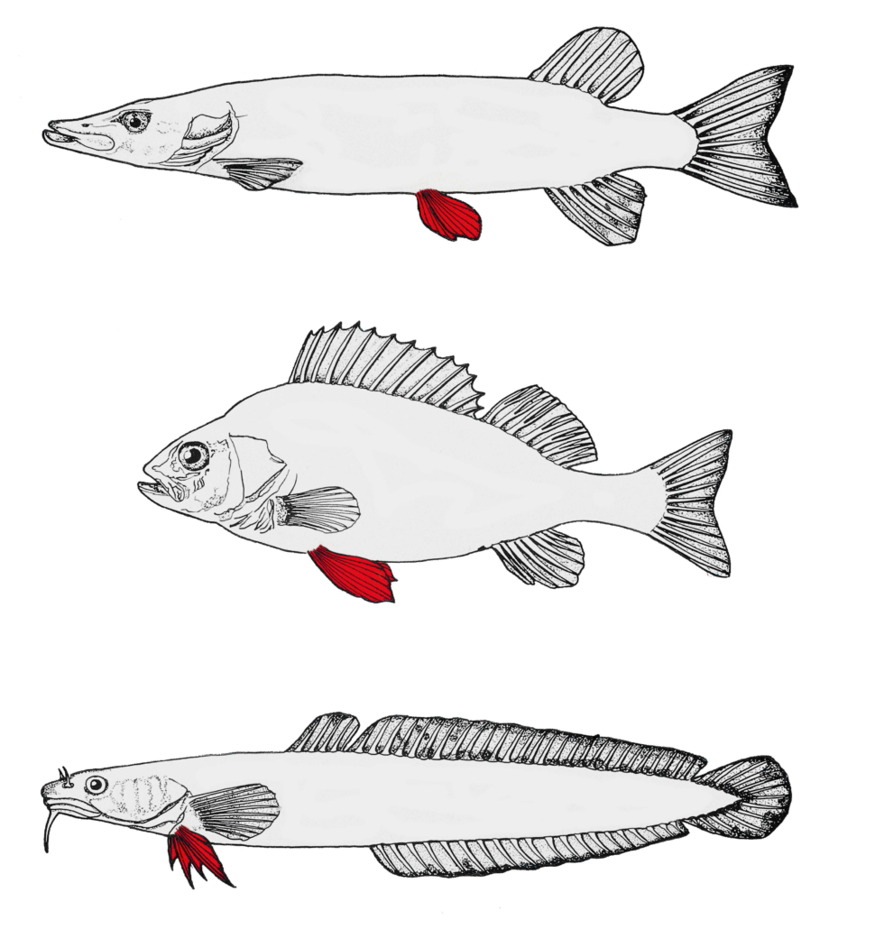 Brust- und Bauchflossen