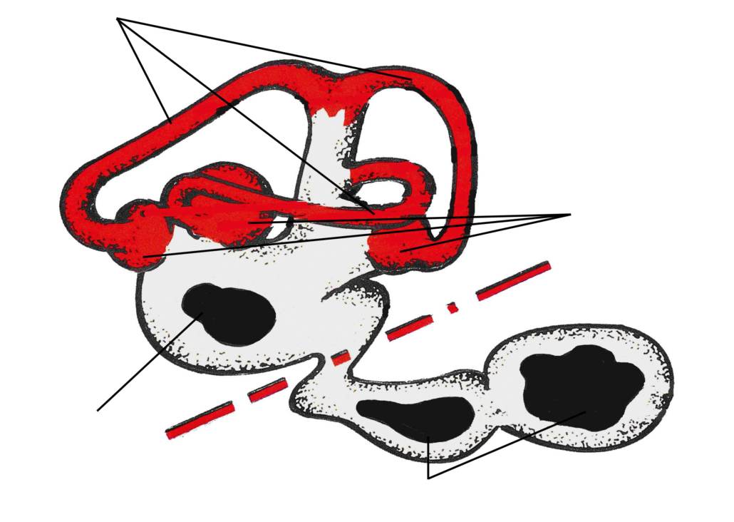 Gehör- und Gleichgewichtssinn - Labyrinth