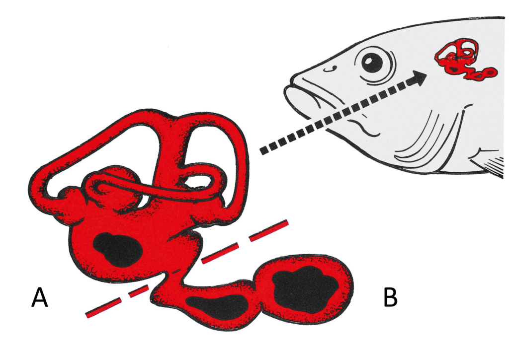 Gehör- und Gleichgewichtssinn - Labyrinth