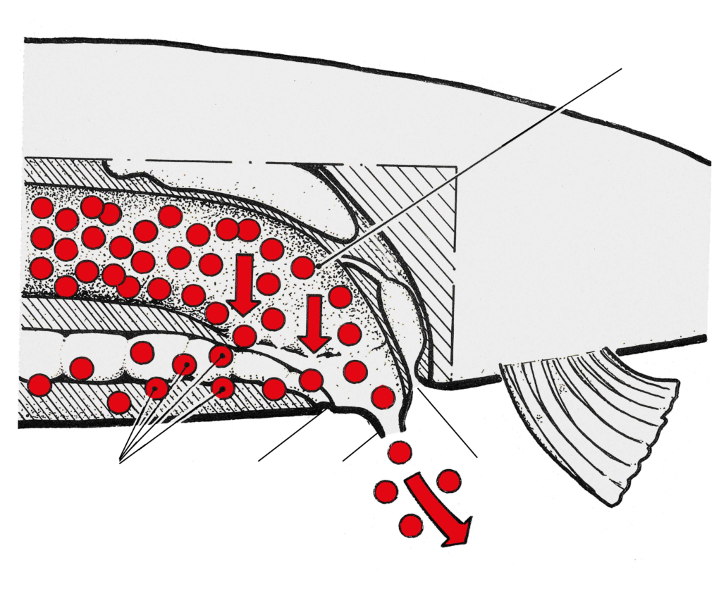 Geschlechtsorgane - schematische Darstellung