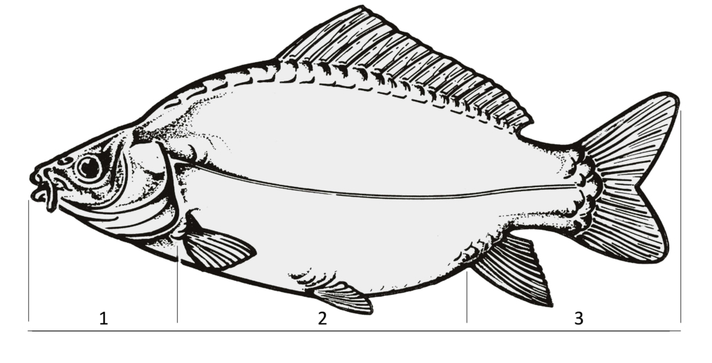 Hauptabschnitte des Fischkörpers