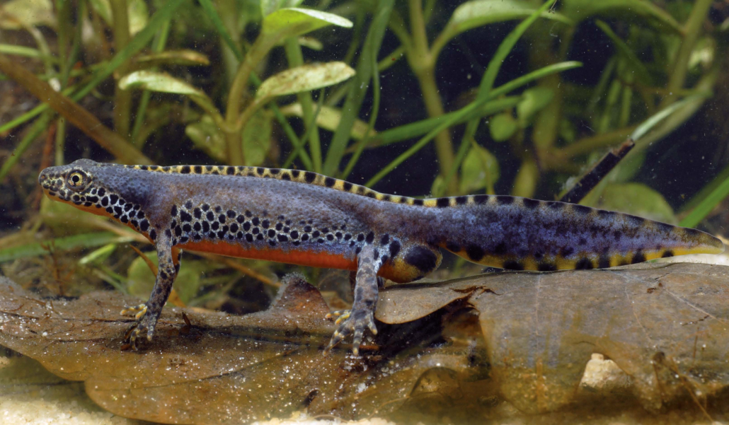 Berg- oder Alpenmolch (Triturus alpestris)
